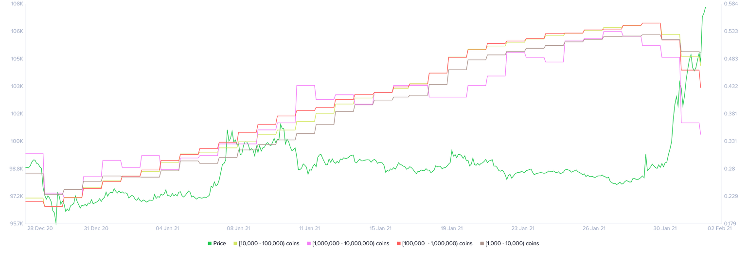 XRP Whale Holders Distribution chart